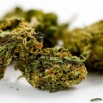 El incremento de consumo de cannabis viene en los mayores no en los jóvenes.